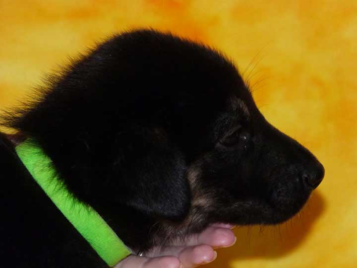chinook puppy